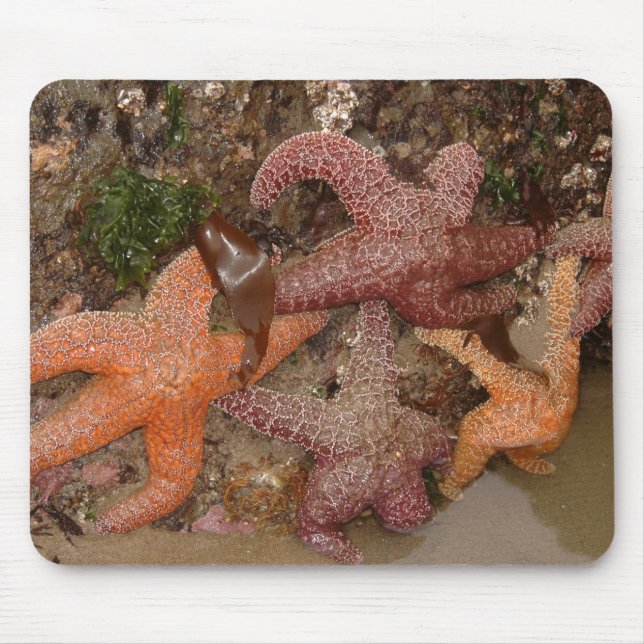 Starfish/Seesterne in der Kanone setzen ODER, Foto Mousepad (Vorne)