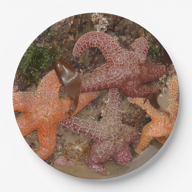 Starfish/Seesterne in der Kanone setzen ODER, Foto Pappteller (Vorderseite)