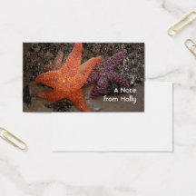 Starfish/Seesterne, Kanonen-Strand ODER, Foto 1