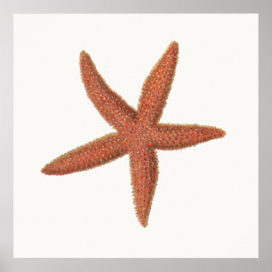 Starfish - Sherman Denton Fish Lithograph Poster