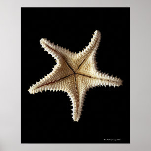 Starfish-Skelett, nah-up Poster