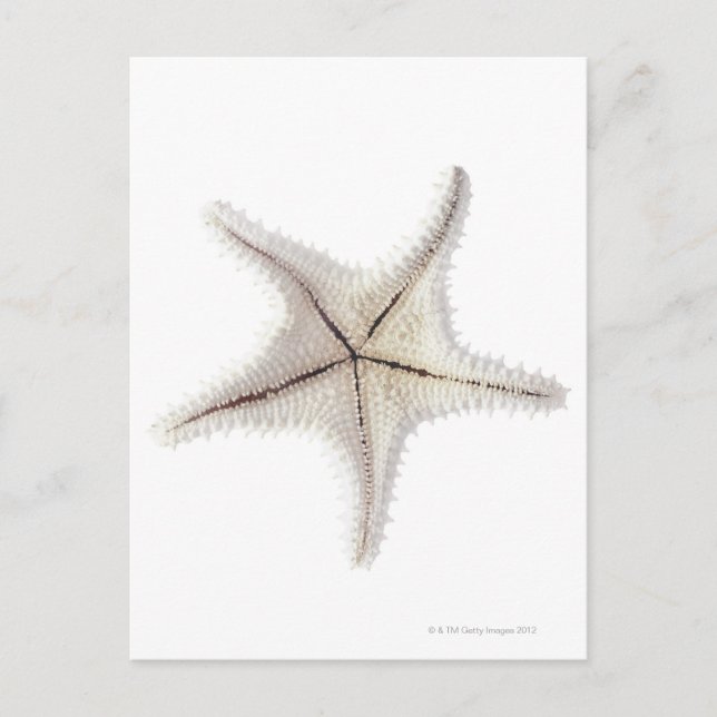 Starfish-Skelett, nah-up Postkarte (Vorderseite)