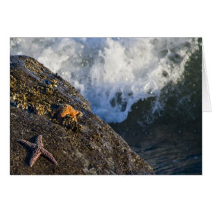 Starfish-Spritzen-Karte