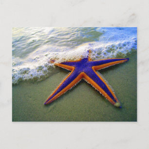 Starfish Tropischer Sandstrand Postkarte