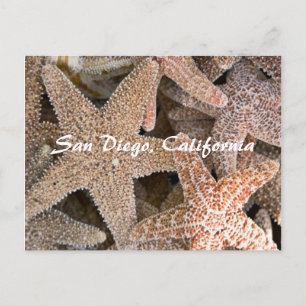 Starfish überall , San Diego , Kalifornien Postkarte