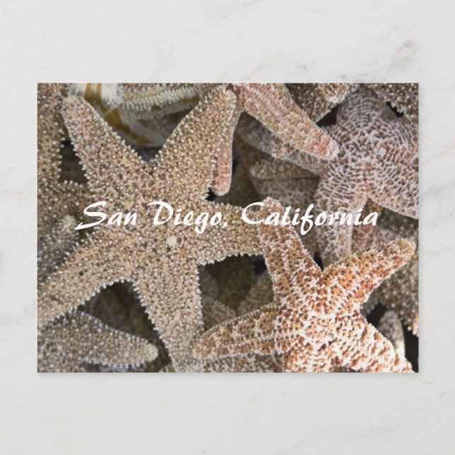 Starfish überall , San Diego , Kalifornien Postkarte (Vorderseite)