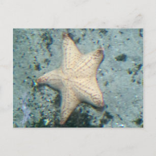 Starfish Unterwasser Postkarte