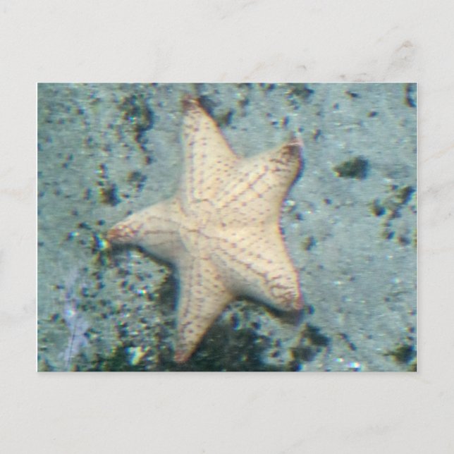 Starfish Unterwasser Postkarte (Vorderseite)