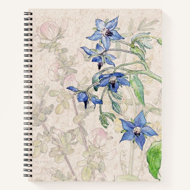 Starflower Borage Wildblume Blume Notebook Notizbuch (Vorderseite)