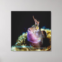 Stargazer aus Unterwasser-Leinwand