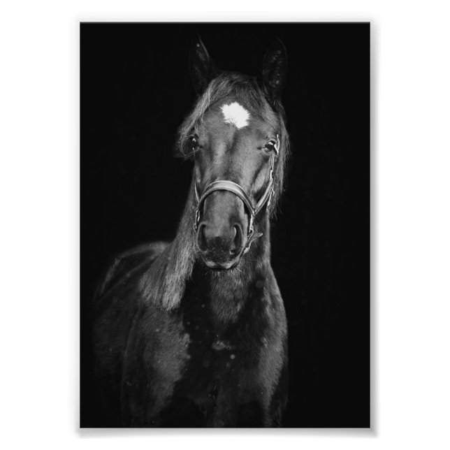 StarGazer Farm Foal & Horse Pictures Fotodruck (Vorne)