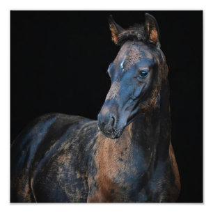 StarGazer Farm Foal & Horse Pictures Fotodruck