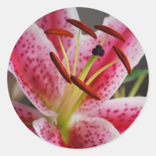 Stargazer-Lilien-Aufkleber Runder Aufkleber