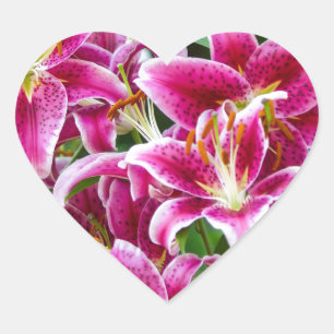 Stargazer-Lilien Herz-Aufkleber