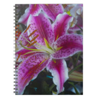 Stargazer-Lilien rosa und magentarote Blumen