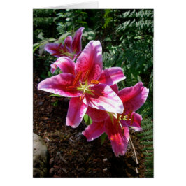 Stargazer Lilies