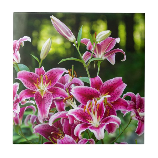Stargazer Lilies Fliese (Vorderseite)