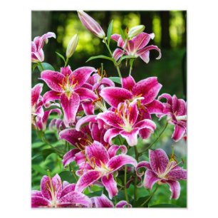 Stargazer Lilies Fotodruck