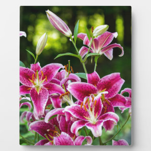 Stargazer Lilies Fotoplatte