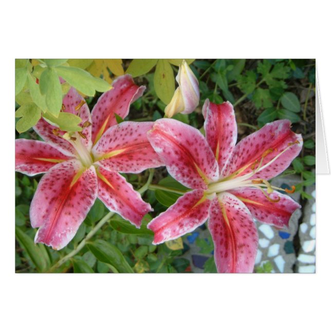 Stargazer Lilies Garden (Vorderseite (Horizontal))