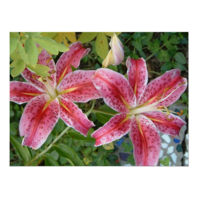 Stargazer Lilies Garden Poster (Vorderseite)