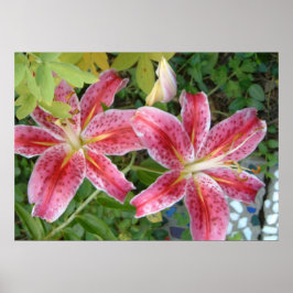 Stargazer Lilies Garden Poster