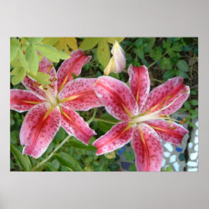 Stargazer Lilies Garden Poster