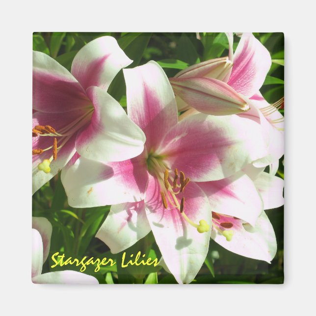 Stargazer Lilies Magnet (Vorne)
