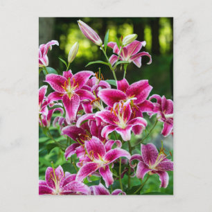Stargazer Lilies Postkarte