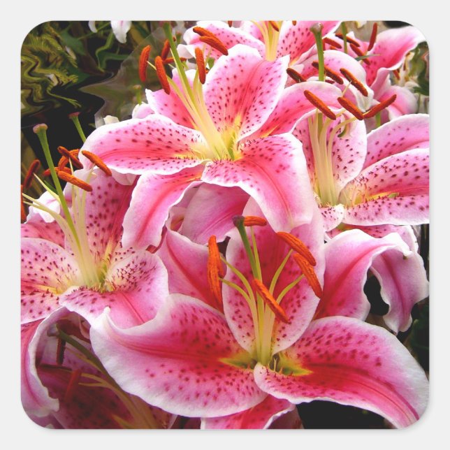 "Stargazer" Lilies Quadratischer Aufkleber (Vorderseite)