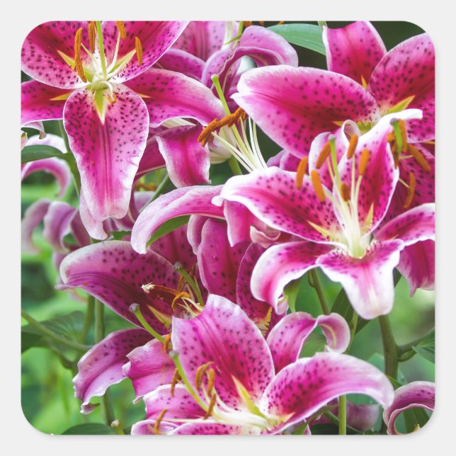 Stargazer Lilies Quadratischer Aufkleber (Vorderseite)