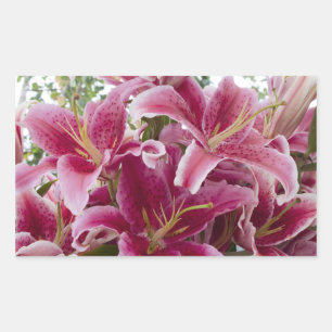 Stargazer Lilies Rechteckiger Aufkleber