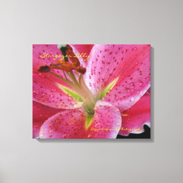 Stargazer Lilly Wrapped Canvas Leinwanddruck (Vorderseite)