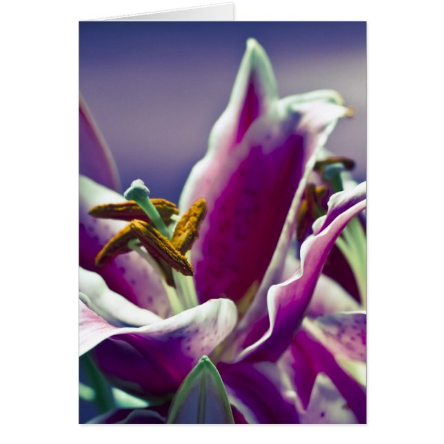 Stargazer Lily (Vorne)