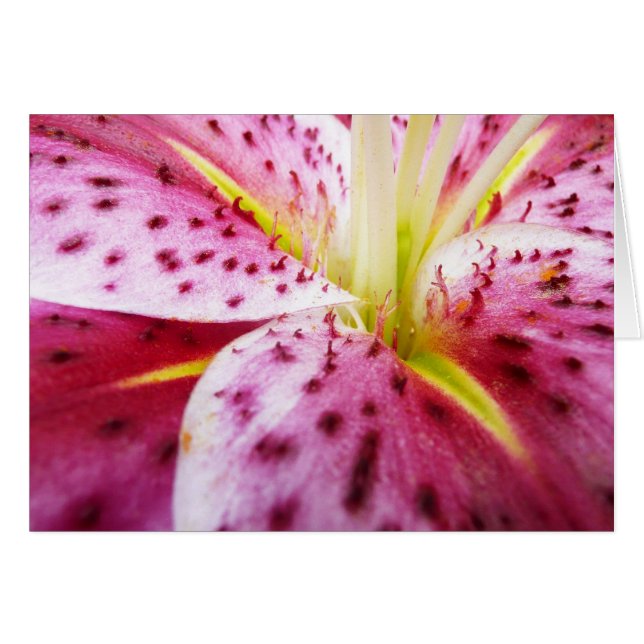 Stargazer Lily Bright Magenta (Vorderseite (Horizontal))