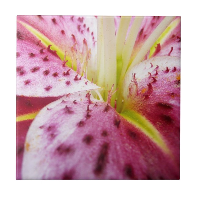 Stargazer Lily Bright Magenta Fliese (Vorderseite)