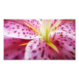 Stargazer Lily Bright Magenta Fotodruck