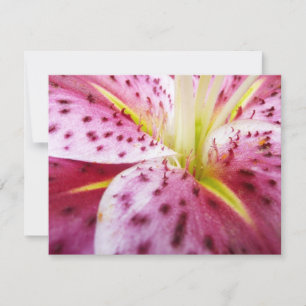 Stargazer Lily Bright Magenta Karte