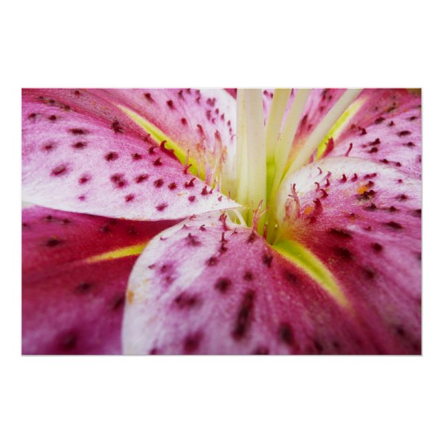 Stargazer Lily Bright Magenta Poster (Vorderseite)