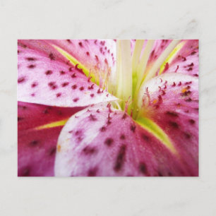 Stargazer Lily Bright Magenta Postkarte