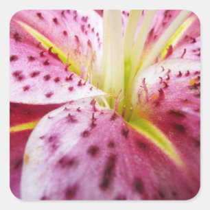 Stargazer Lily Bright Magenta Quadratischer Aufkleber