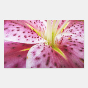Stargazer Lily Bright Magenta Rechteckiger Aufkleber