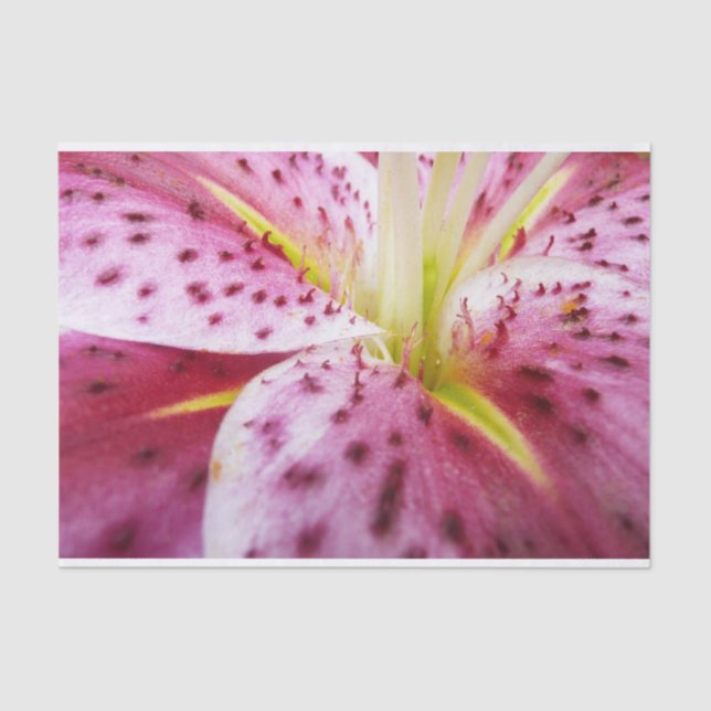 Stargazer Lily Bright Magenta Seidenpapier (Vorderseite)