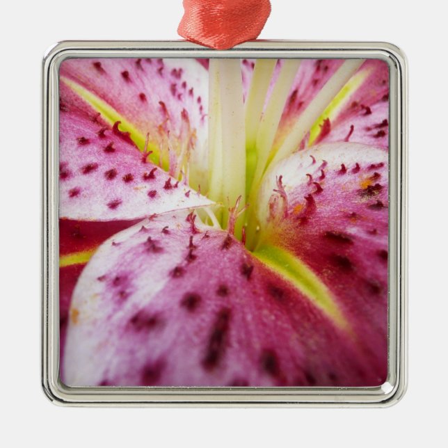 Stargazer Lily Bright Magenta Silbernes Ornament (Vorne)