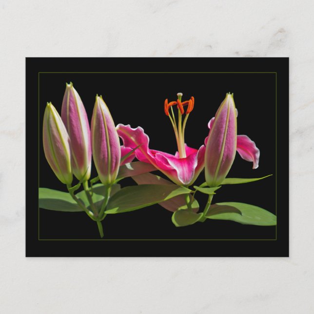 Stargazer Lily Buds und Blüte Postkarte (Vorderseite)