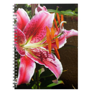 Stargazer Lily Fotograf Notizblock