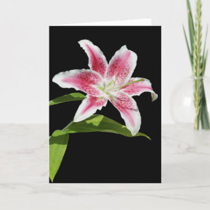 Stargazer Lily Karte