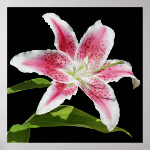 Stargazer Lily Poster