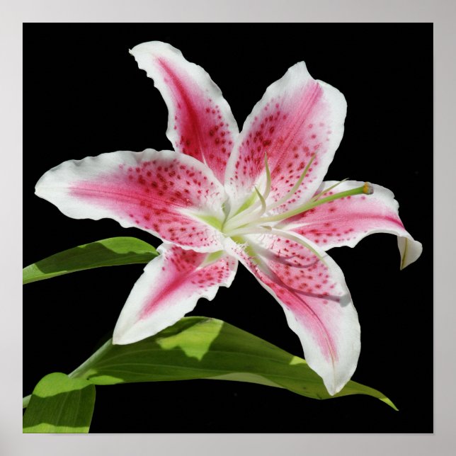 Stargazer Lily Poster (Vorne)