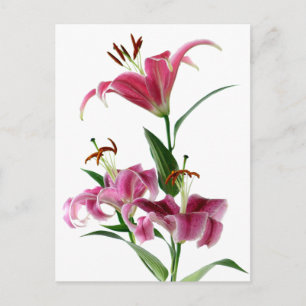Stargazer Lily Postkarte